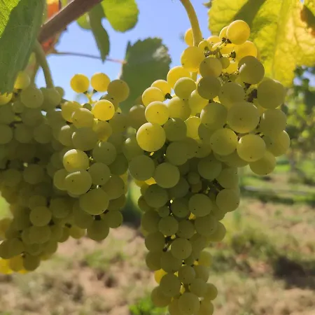 Quinta Santa Lucrecia Farm stay *