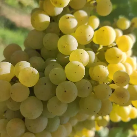 Quinta Santa Lucrecia Farm stay Braga